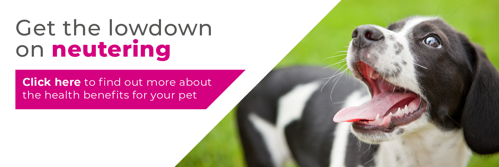 Pet Neutering | Dog & Puppy | Cat & Kitten | Blythwood Vets