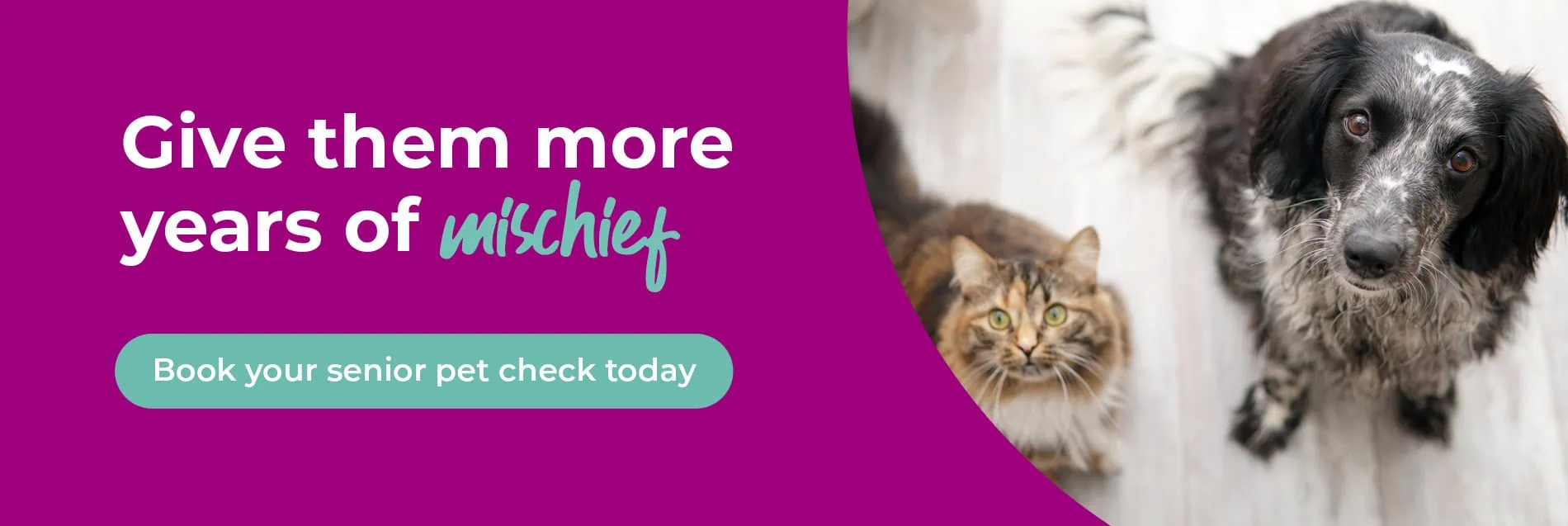 Vets in North London | Vets Near Me | Blythwood Vets