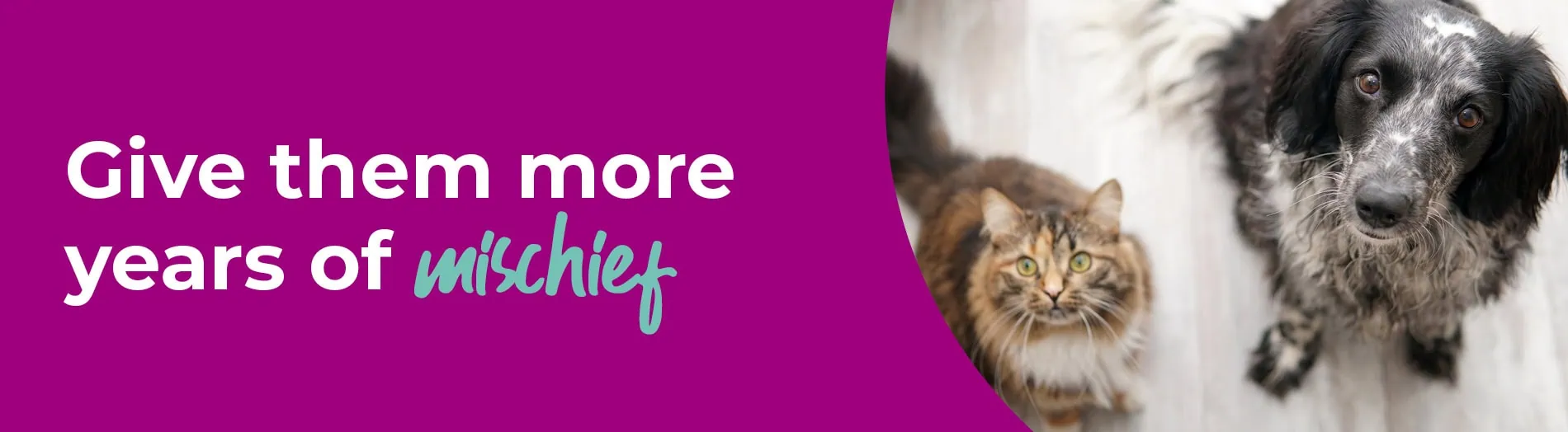 Senior Pets Care | Regular Check-ups | Blythwood Vets