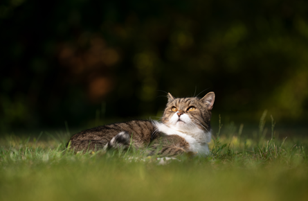 Flea and worm treatment for cats