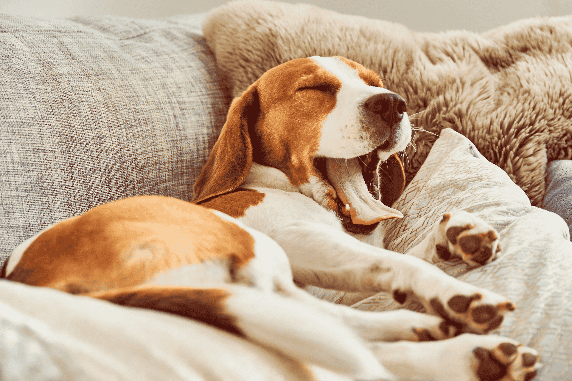 book your dogs yearly vaccines result