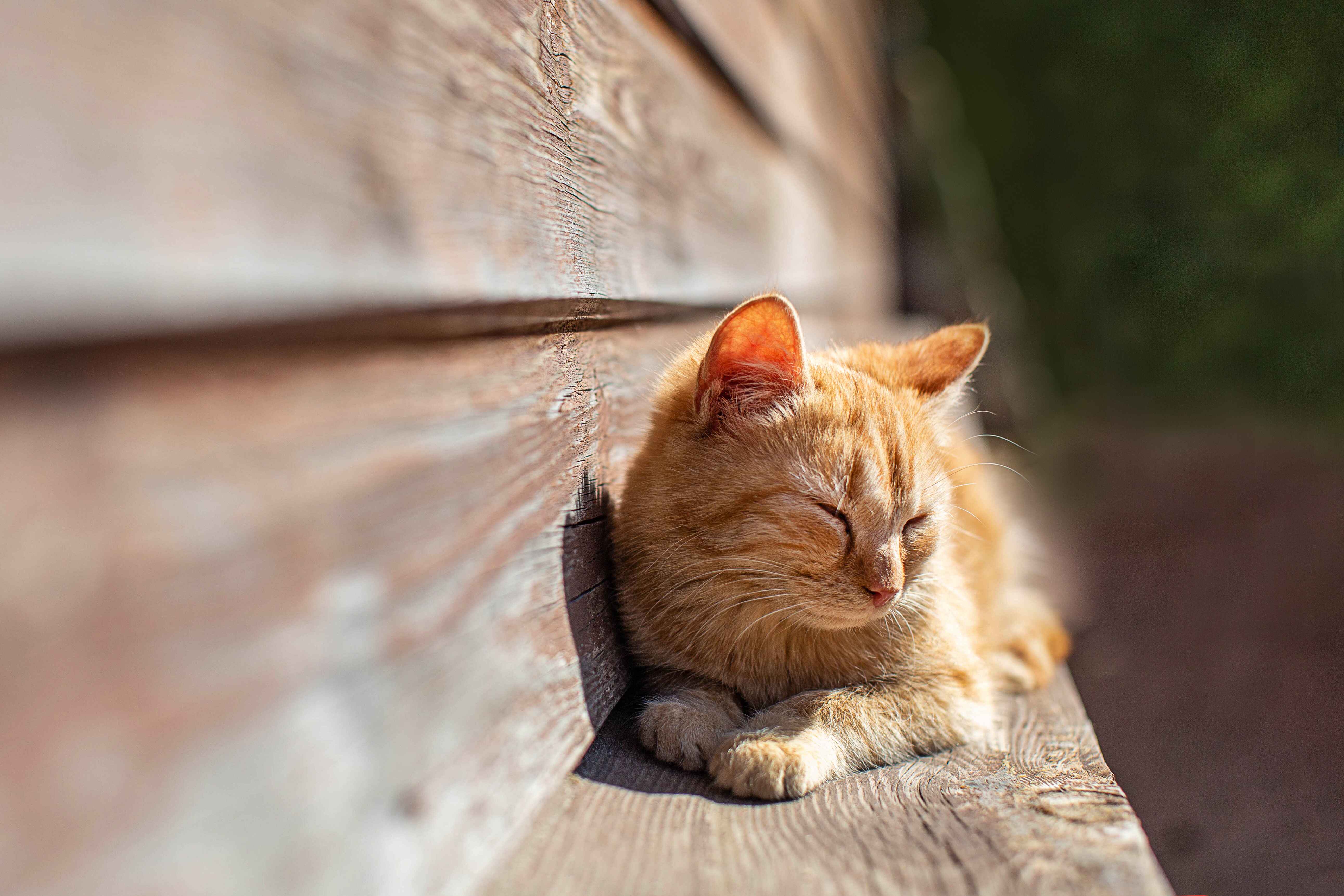 cats in season Blythwood