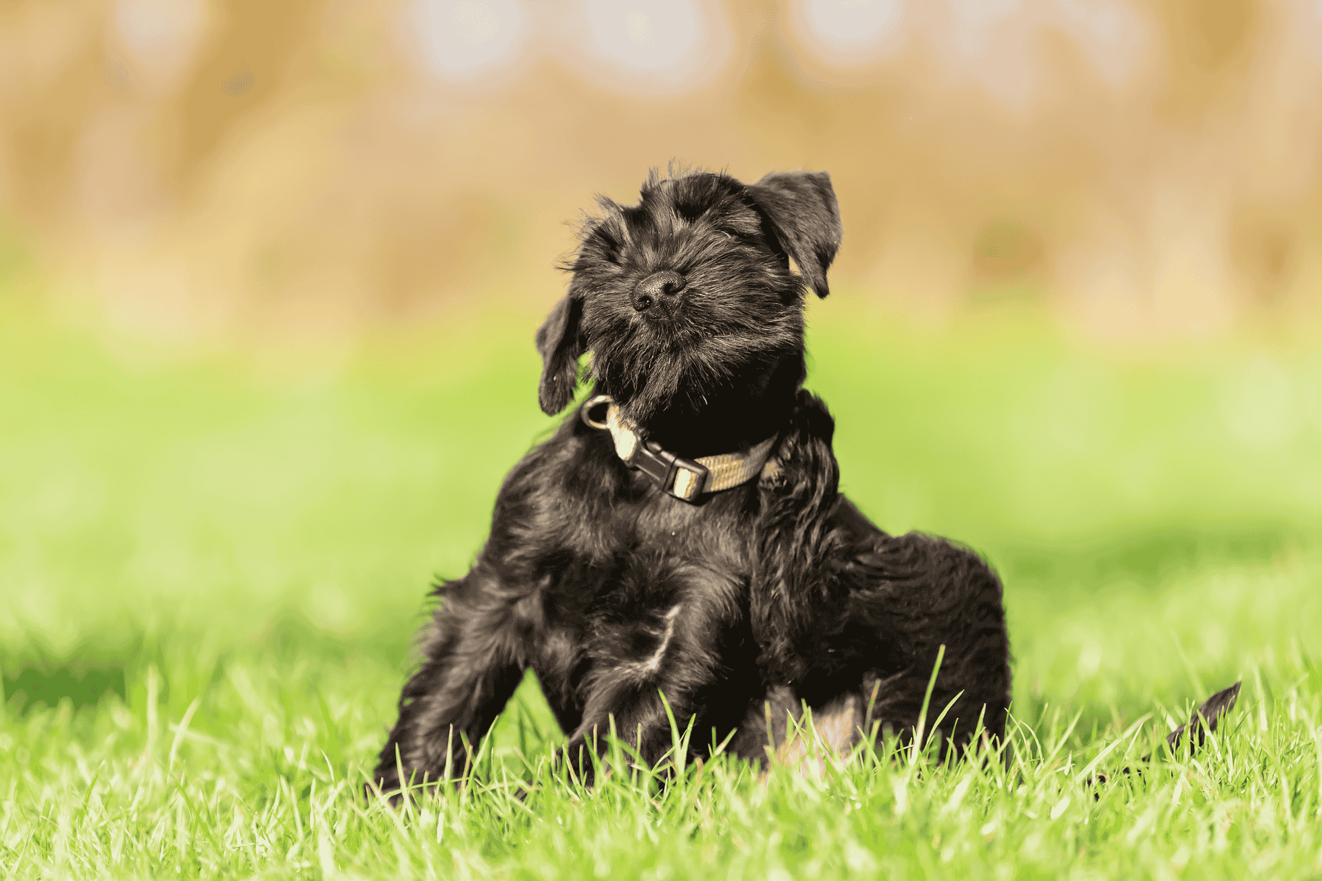 dog yearly vaccines at blythwood result