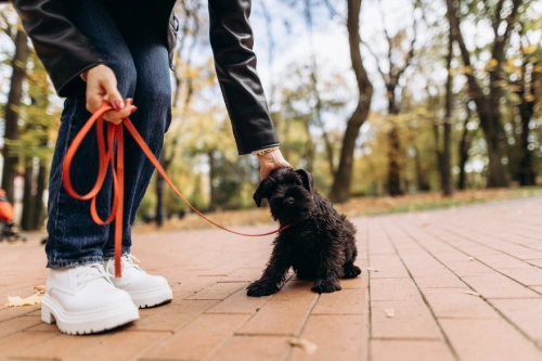 puppy vaccinations near me at blythwood