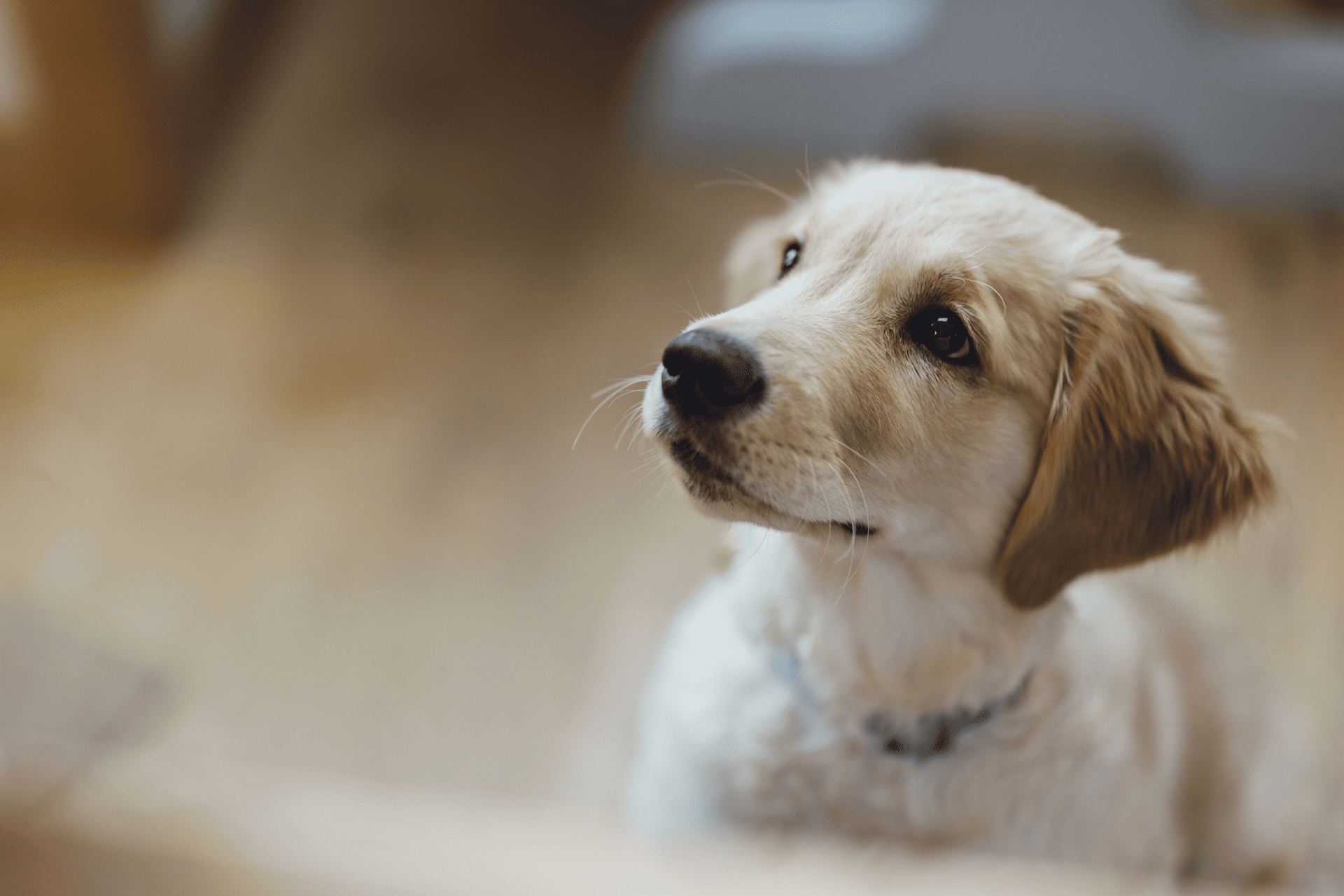 puppy vaccines near me