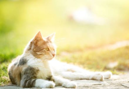 PC Linnaeus Cat in sunlight