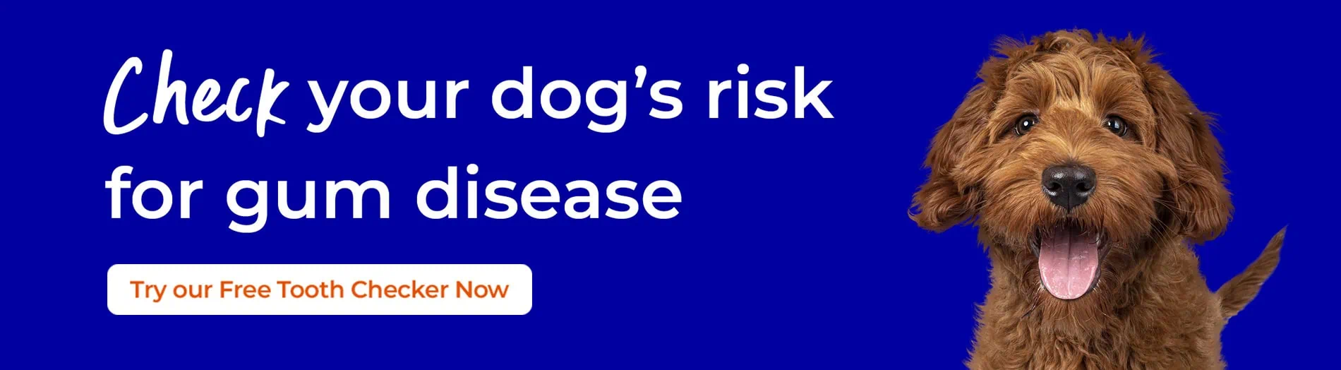 Pet Dental Care | Blythwood Vets