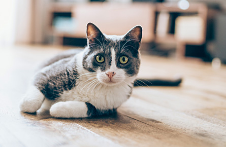 Cat Neutering in North London Blythwood Vets