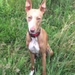 Podenco dog 
