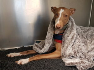 Dog after dental procedure