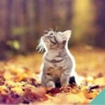 A cat playing in autumn leaves