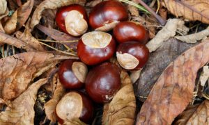 A pile of conkers on leaves