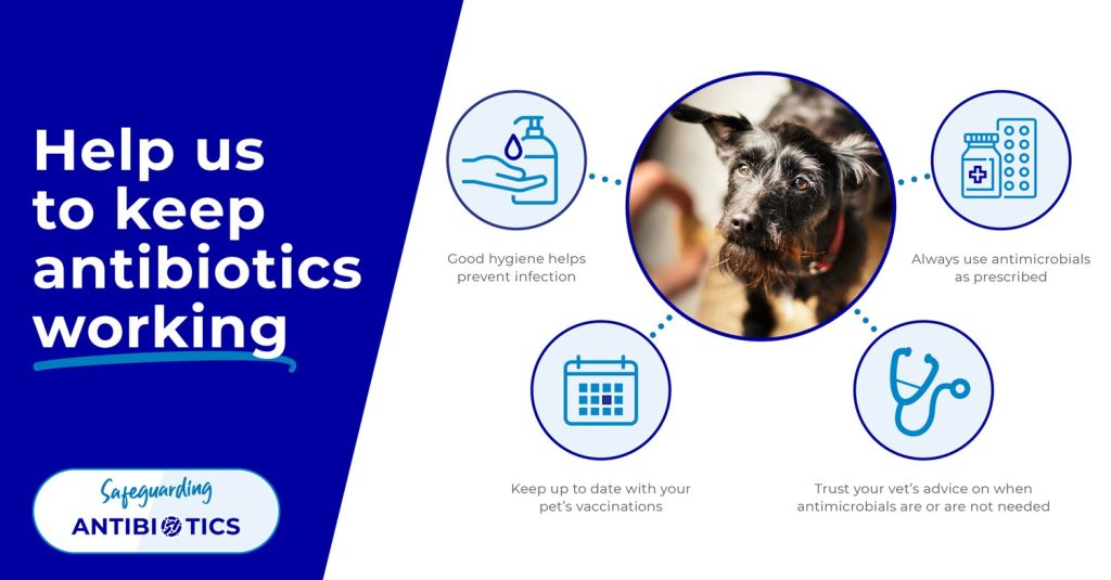 An infographic of how to keep antibiotics effective