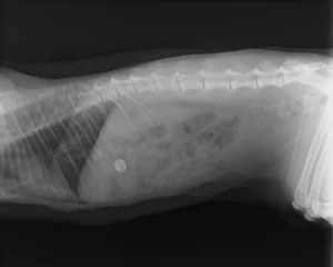 hertfordshire vet saves cats life after ingesting a toy mouse