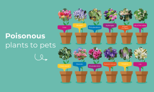 An infographic showing poisonous flowers