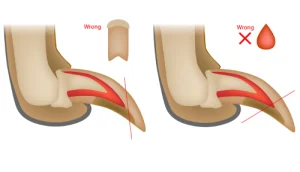 Another infographic of a dog's claws showing what not to do