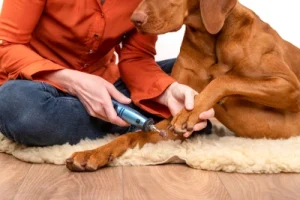 Another owner clipping their dog's claws