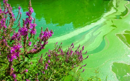 Some flowers and a green pond full of algae