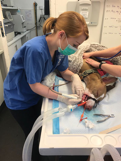 Pet Dental Care