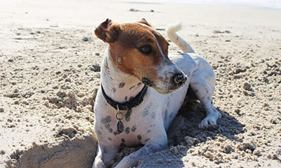Latest news on taking pets on holiday to Europe