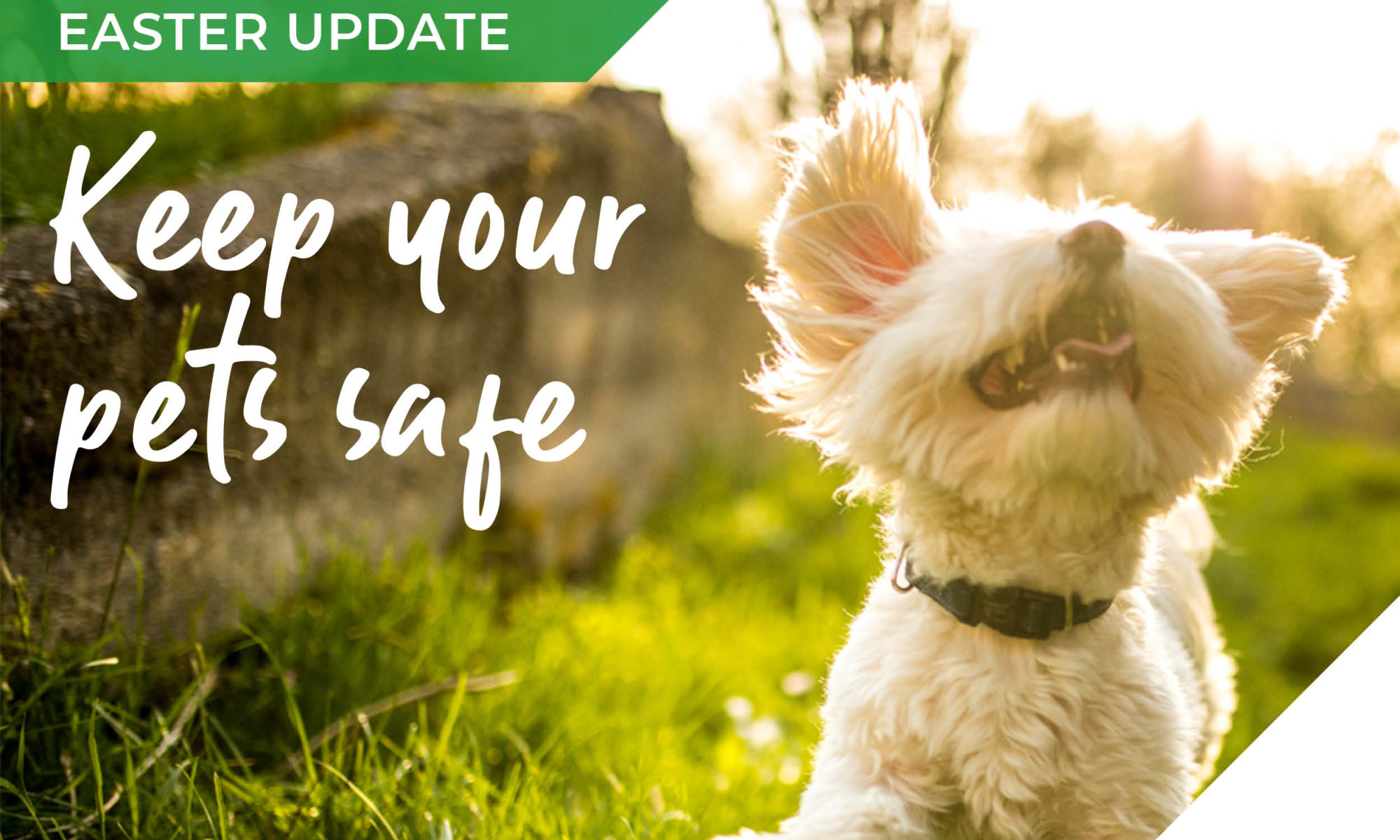 easter pet hazards