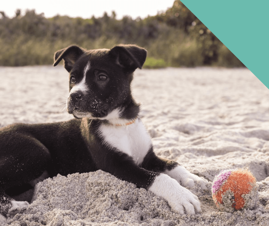 beach-dog