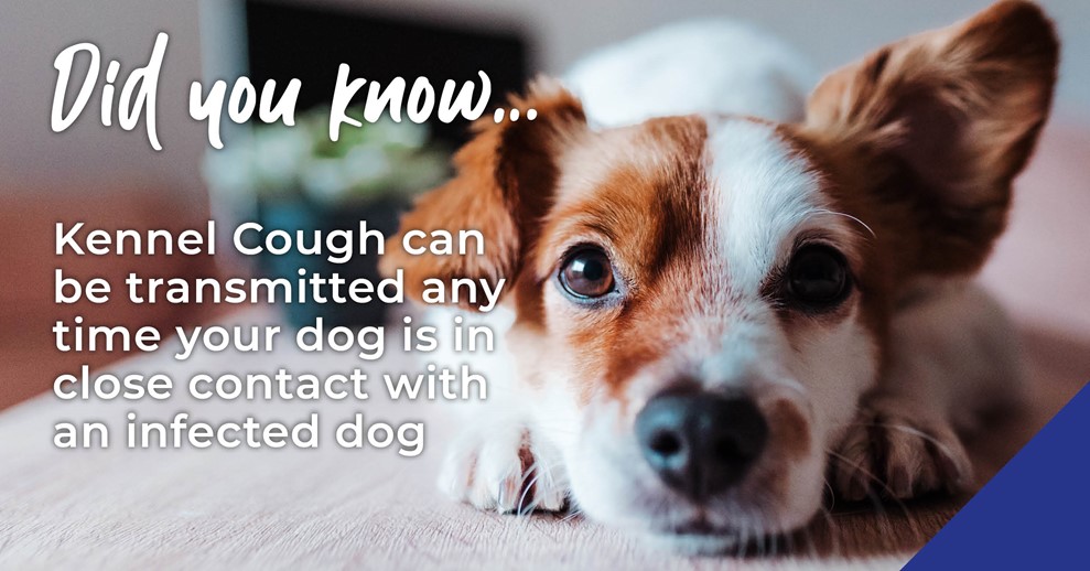 An infographic with information about kennel cough