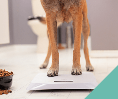 Healthy Pet weight