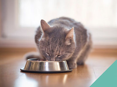Cat eating