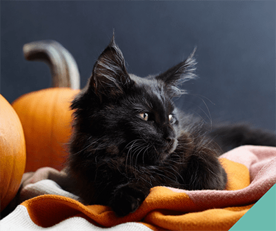 Cats at Haloween