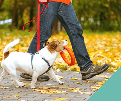 Dog walking