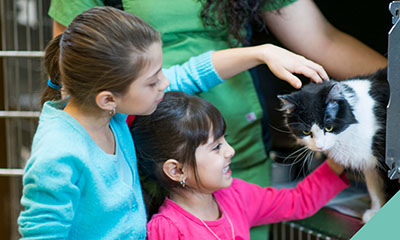 Adopt a pet - Save a life