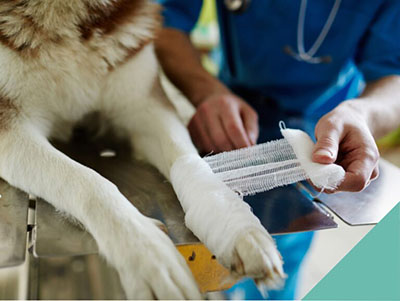 First aid Veterinary Clinic