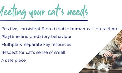 Cats needs