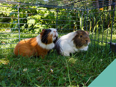 Guinea pigs