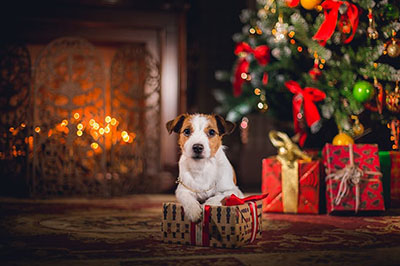 Dog at Christmas