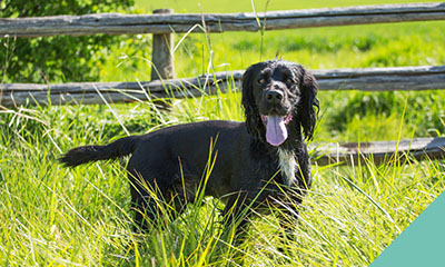 How to tackle ticks