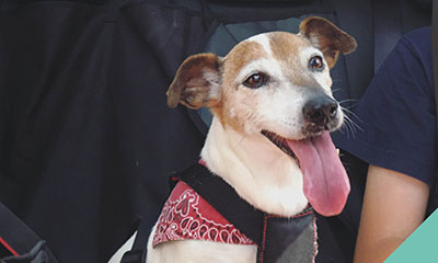 Pets in cars