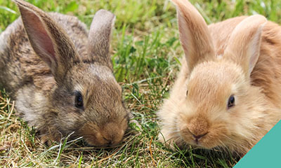 Looking after your pet rabbits