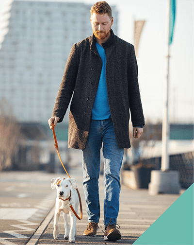 Dog walking on lead