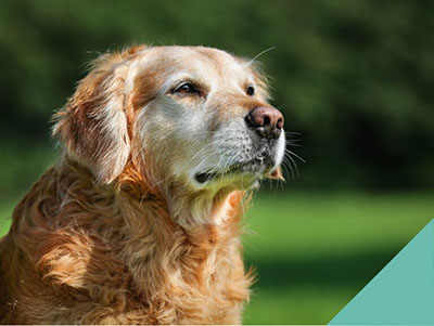 Senior dog