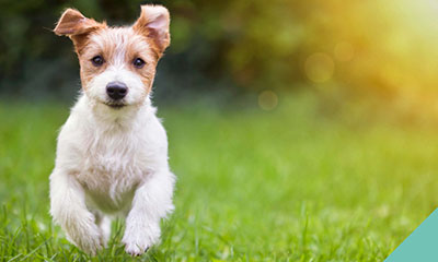 Dog facts