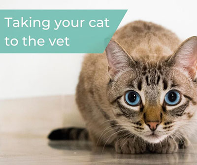 Cat Vaccinations