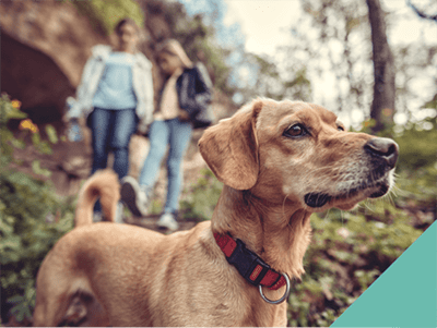 Dog walking
