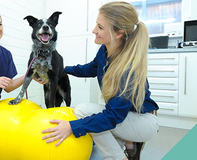 Vet with dog