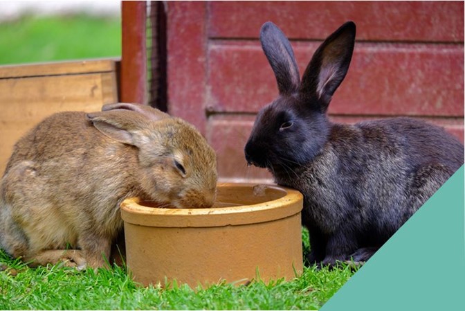 Two Rabbits outside hutch