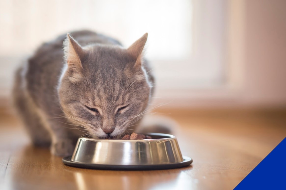 cat eating food