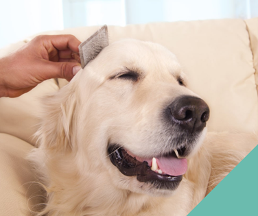 grooming dog