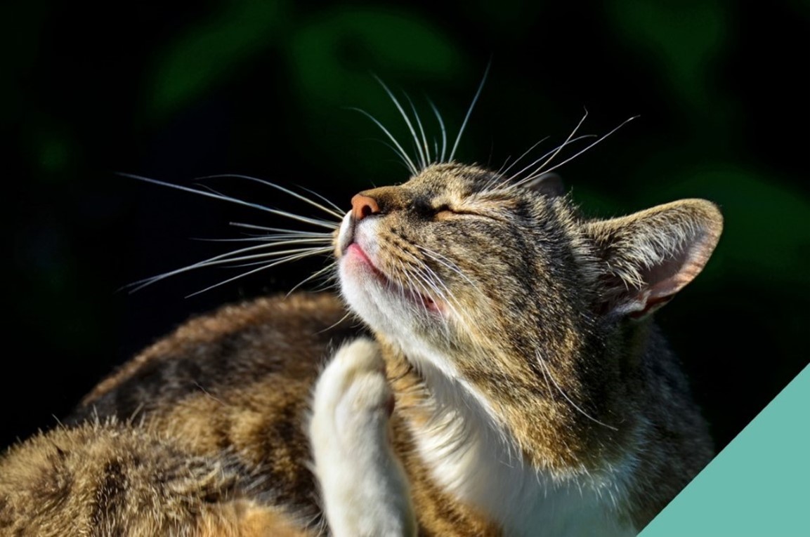 Cat scratching Fleas