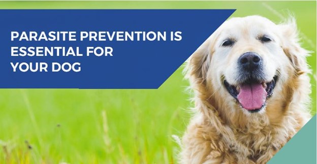 Parasite prevention golden retriever